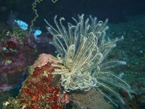 Echinoderms, Deep Sea Exploration 2025