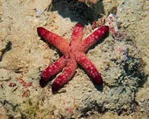Brittle Stars Prints: Echinoderms, Deep Sea Exploration 2025