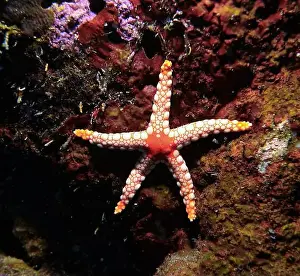 Brittle Stars Prints: Echinoderms, Deep Sea Exploration 2025