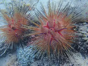 Brittle Stars Prints: Echinoderms, Deep Sea Exploration 2025