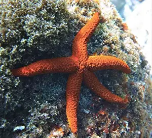 Brittle Stars Prints: Echinoderms, Deep Sea Exploration 2025