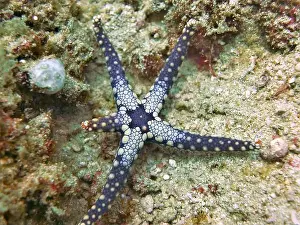 Brittle Stars Prints: Echinoderms, Deep Sea Exploration 2025