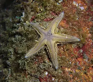 Brittle Stars Prints: Echinoderms, Deep Sea Exploration 2025
