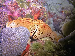 Echinoderms, Deep Sea Exploration 2025