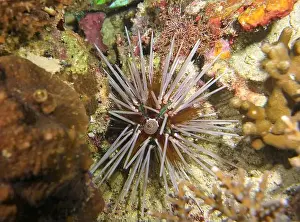 Brittle Stars Prints: Echinoderms, Deep Sea Exploration 2025