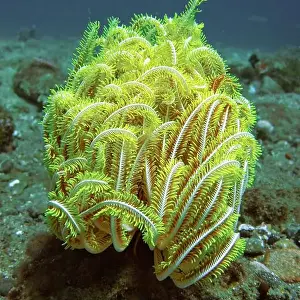 Sea Urchins Prints: Echinoderms, Deep Sea Exploration 2025