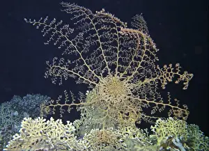 Sea Urchins Prints: Echinoderms, Deep Sea Exploration 2025
