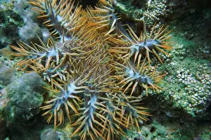 Sea Urchins Prints: Echinoderms, Deep Sea Exploration 2025