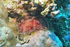 Sea Urchins Prints: Echinoderms, Deep Sea Exploration 2025