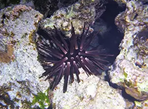 Sea Urchins Prints: Echinoderms, Deep Sea Exploration 2025