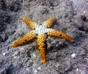 Sea Urchins Prints: Echinoderms, Deep Sea Exploration 2025