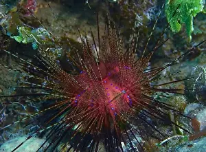 Sea Urchins Prints: Echinoderms, Deep Sea Exploration 2025