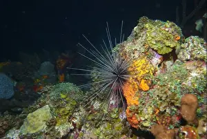 Echinoderms Prints: Echinoderms, Deep Sea Exploration 2025