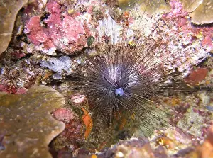 Echinoderms Prints: Echinoderms, Deep Sea Exploration 2025