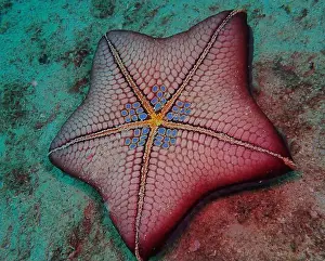 Echinoderms Prints: Echinoderms, Deep Sea Exploration 2025