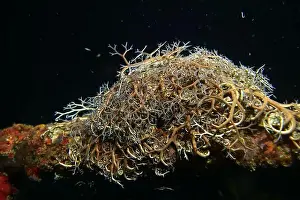 Echinoderms Prints: Echinoderms, Deep Sea Exploration 2025