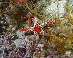 Echinoderms Prints: Echinoderms, Deep Sea Exploration 2025