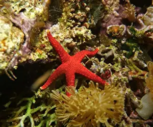 Echinoderms Prints: Echinoderms, Deep Sea Exploration 2025