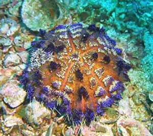 Echinoderms Prints: Echinoderms, Deep Sea Exploration 2025