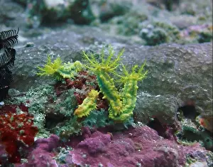 Echinoderms Prints: Echinoderms, Deep Sea Exploration 2025