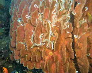 Echinoderms Prints: Echinoderms, Deep Sea Exploration 2025