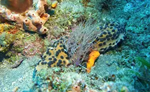 Echinoderms Prints: Echinoderms, Deep Sea Exploration 2025
