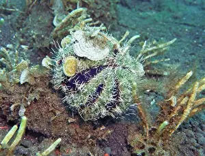 Echinoderms Prints: Echinoderms, Deep Sea Exploration 2025