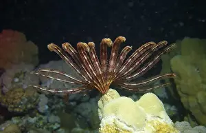 Echinoderms Prints: Echinoderms, Deep Sea Exploration 2025