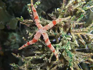 Echinoderms Prints: Echinoderms, Deep Sea Exploration 2025