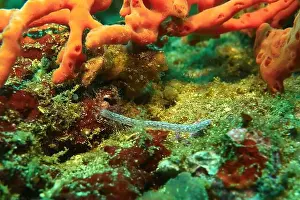 Echinoderms Prints: Echinoderms, Deep Sea Exploration 2025