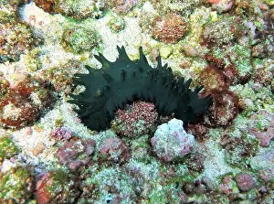 Echinoderms Prints: Echinoderms, Deep Sea Exploration 2025