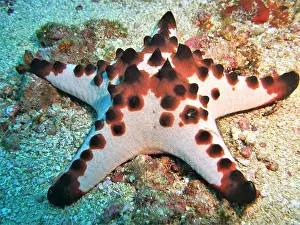 Echinoderms Prints: Echinoderms, Deep Sea Exploration 2025