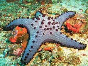 Echinoderms Prints: Echinoderms, Deep Sea Exploration 2025