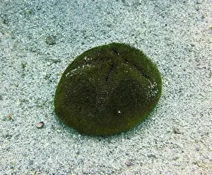 Echinoderms Prints: Echinoderms, Deep Sea Exploration 2025