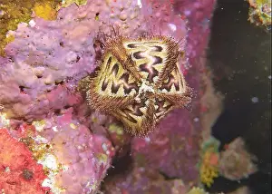 Echinoderms Prints: Echinoderms, Deep Sea Exploration 2025