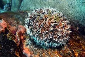 Echinoderms Prints: Echinoderms, Deep Sea Exploration 2025