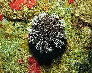 Echinoderms Prints: Echinoderms, Deep Sea Exploration 2025