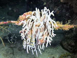 Echinoderms Prints: Echinoderms, Deep Sea Exploration 2025