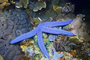 Echinoderms Prints: Echinoderms, Deep Sea Exploration 2025