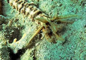 Echinoderms Prints: Echinoderms, Deep Sea Exploration 2025