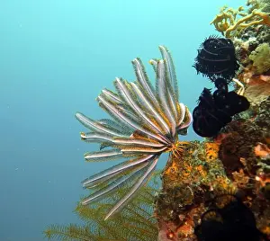 Echinoderms Prints: Echinoderms, Deep Sea Exploration 2025