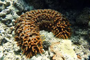 Echinoderms Prints: Echinoderms, Deep Sea Exploration 2025
