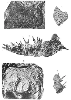 Evidence Prints: Echinognathus clevelandi Walcott Page 322 See plate 57 1 Fragment of segment