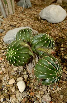 Cacti Prints: Echinopsis spp in bud