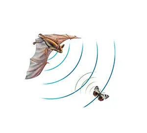 Echolocation (biosonar) in bats