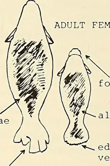 Bookcollectionbiodiversity Prints: Ecology and behavior of the Manatee (Trichechus manatus) in Florida