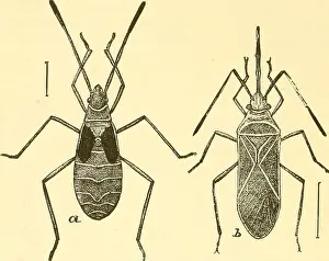 Pests Prints: Economic entomology for the farmer and fruit-grower