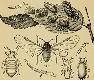 Pests Prints: Economic entomology for the farmer and the fruit grower