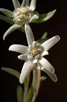 Wild Plant Prints: Edelweiss Leontopodium nivale