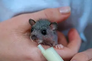 Nocturnal Prints: Edible dormouse (Glis glis), young animal